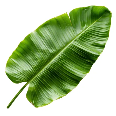 Banana leaves