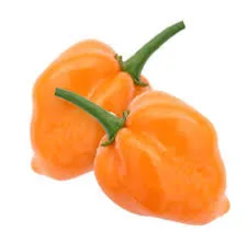 Habanero chilli