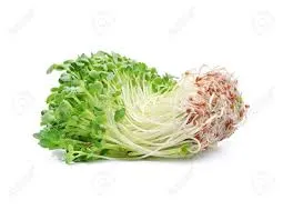Alfalfa sprouts